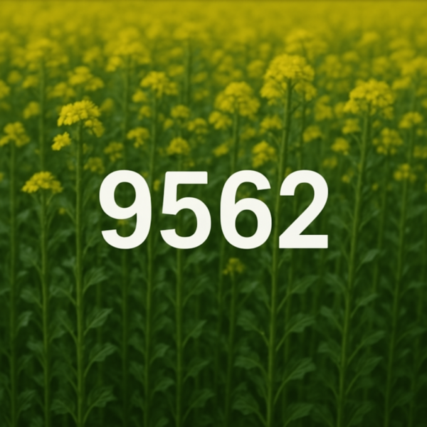 wosk rzepakowy 9562